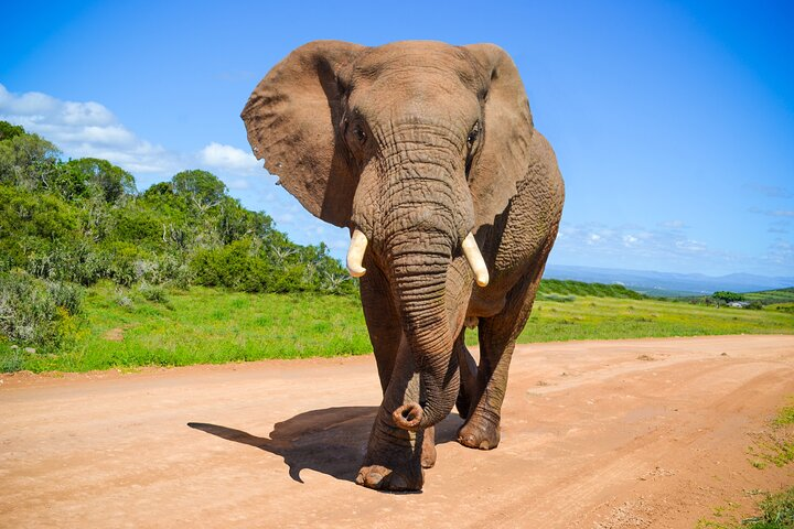 Schotia Game Reserve Tour with Port Pickup, Next to Addo Park - Photo 1 of 9